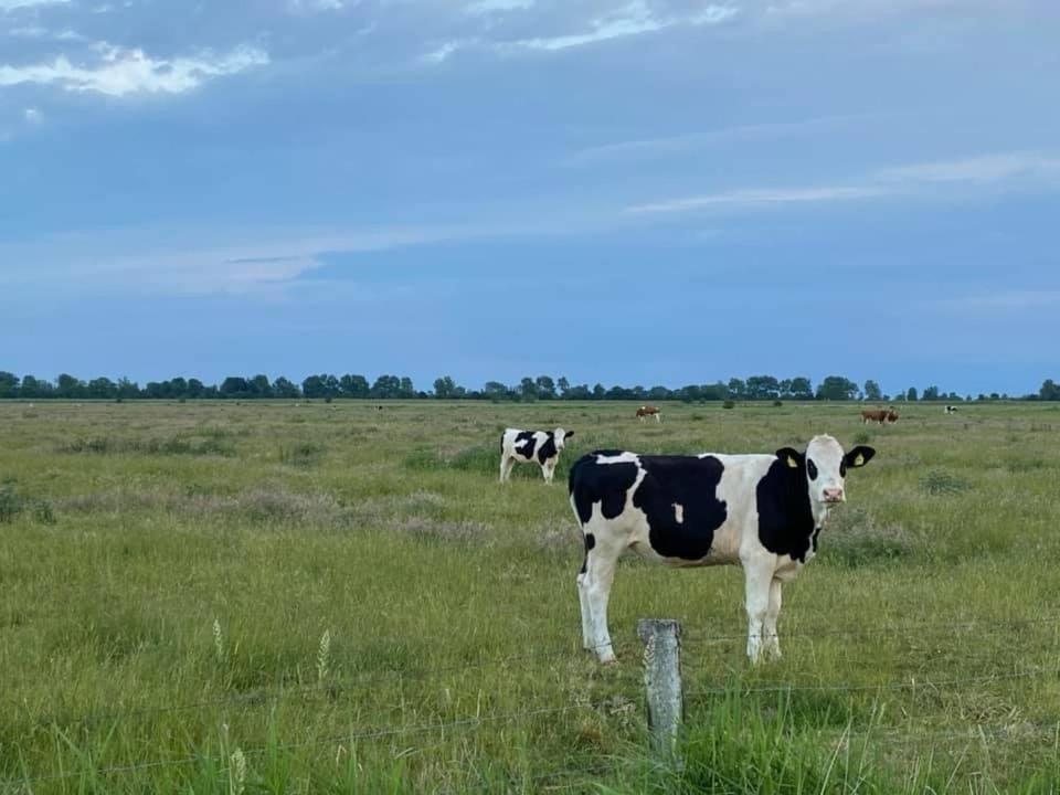 Ferienwohnung Eiderblick Hennstedt  Eksteriør billede